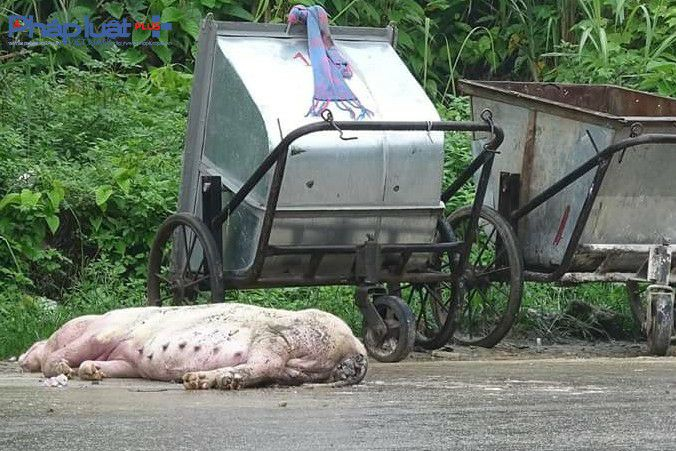 R&aacute;c được di chuyển c&ograve;n lợn chết th&igrave; nằm lại tới gần trưa (Ảnh: Tiến Vũ)