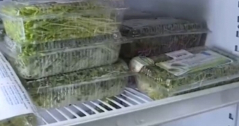 Rau mầm không đảm bảo có thể gây ra bệnh đãng trí