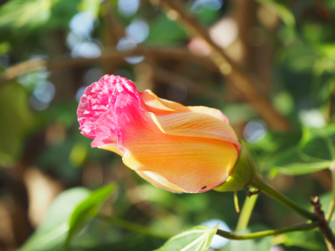 Đến Hải Tiến lễ ch&ugrave;a Hồi Long