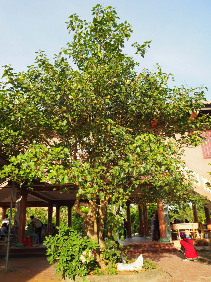 Đến Hải Tiến lễ ch&ugrave;a Hồi Long