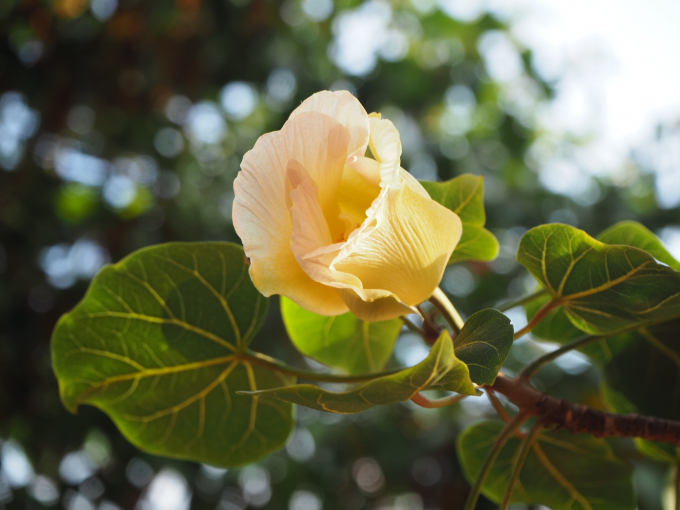 Đến Hải Tiến lễ ch&ugrave;a Hồi Long