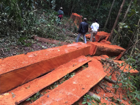 Rừng vẫn chảy m&aacute;u v&igrave; d&acirc;n bu&ocirc;n lậu.