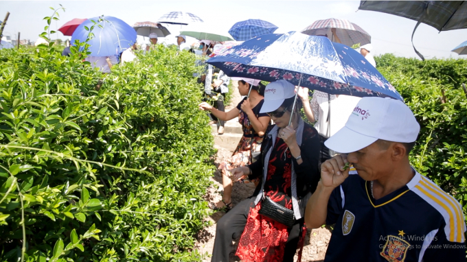 Tận tay kiểm chứng nguồn dược liệu D&acirc;y th&igrave;a canh chuẩn h&oacute;a tại Hải Hậu &ndash; Nam Định