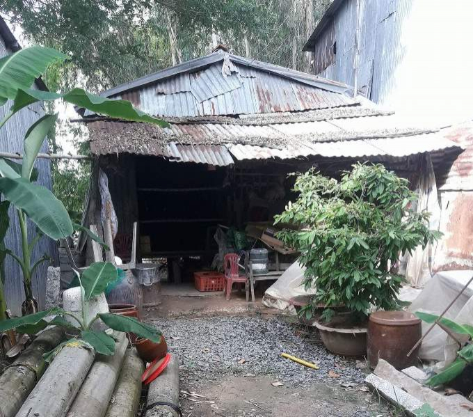 Do kh&ocirc;ng c&oacute; chỗ ở n&agrave;o kh&aacute;c, cha mẹ chị Th&uacute;y phải cất ch&ograve;i ở tạm tr&ecirc;n đất người con rể.