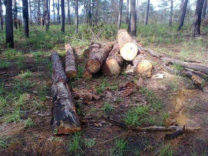 Khu rừng th&ocirc;ng bị chặt ph&aacute; m&agrave; anh Trần Đức Lợi cho l&agrave; li&ecirc;n quan tới gia đ&igrave;nh &ocirc;ng Nguyễn Duy Th&agrave;nh.