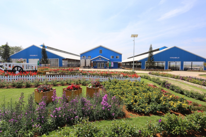 Trang trại b&ograve; sữa hữu cơ Vinamilk Đ&agrave; Lạt l&agrave; trang trại đầu ti&ecirc;n đạt ti&ecirc;u chuẩn hữu cơ của Ch&acirc;u &Acirc;u tại Việt Nam.