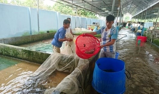 Cơ sở nu&ocirc;i c&aacute; của &ldquo;vua c&aacute;&rdquo; v&ugrave;ng Bắc T&acirc;y Nguy&ecirc;n.