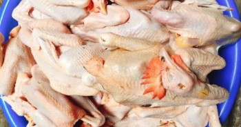 Sự thật gà ri đặc sản mổ sẵn 60 ngàn/con bán la liệt ở Hà Nội