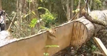 Thời sự 9h ngày 30/6/2017: Tây Nguyên mất hơn 400 nghìn hécta rừng