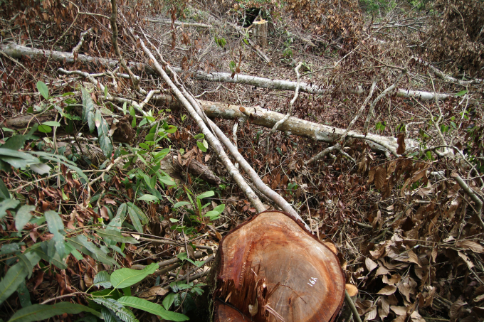 H&agrave;ng ng&agrave;n c&acirc;y bị đốn hạ kh&ocirc;ng thương tiếc.