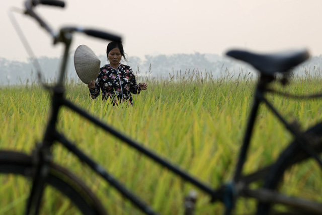 Một n&ocirc;ng d&acirc;n đang đi thăm đồng tr&ecirc;n thửa ruộng đ&atilde; ch&iacute;n v&agrave;ng. Chị cho biết đang sốt ruột chờ m&aacute;y l&agrave; gặt ngay, m&ugrave;a n&agrave;y mưa b&atilde;o bất chợt l&agrave; thiệt hại, th&agrave;