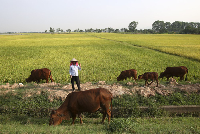 Một phụ nữa đang chăn thả đ&agrave;n b&ograve; tr&ecirc;n c&aacute;nh đồng trải d&agrave;i ng&uacute;t tầm mắt ở x&atilde; Ph&uacute;c L&acirc;m.