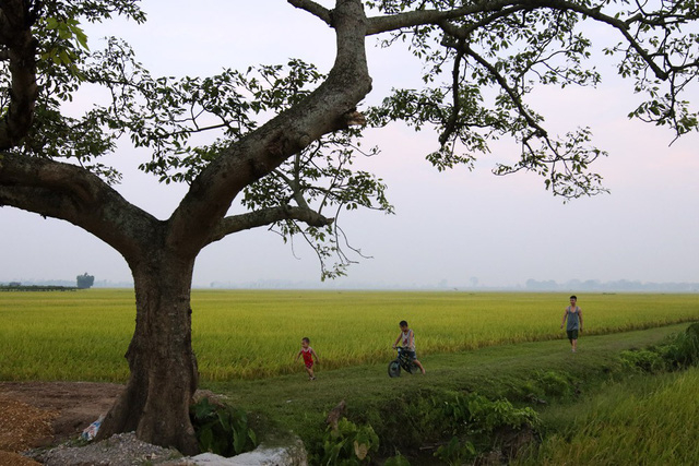 Đồng l&uacute;a ch&iacute;n v&agrave;ng đẹp như tranh ở ngoại th&agrave;nh H&agrave; Nội