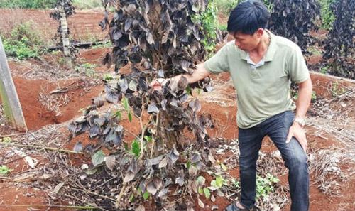 Những trụ ti&ecirc;u của gia đ&igrave;nh anh Ho&agrave;ng bị ph&aacute; hoại.