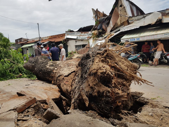 Trời kh&ocirc;ng mưa gi&oacute; nhưng c&acirc;y xanh bất ngờ bật gốc.