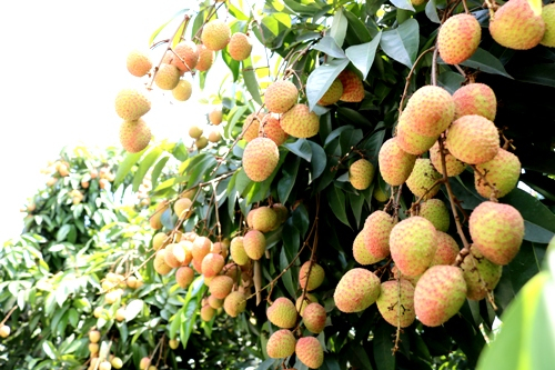 Vải Thanh H&agrave;&nbsp;mang hương vị thơm ngon, c&oacute; vị ngọt đặc trưng. Ảnh:&nbsp;Giang Chinh