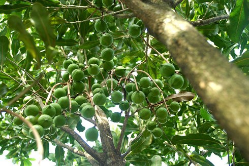 Đến năm 2020, Việt Nam sẽ trồng 10.000 ha c&acirc;y mắc ca. (Ảnh minh họa: KT)