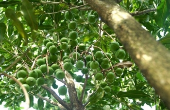 Đến năm 2020 Việt Nam sẽ trồng 10.000 ha cây mắc ca