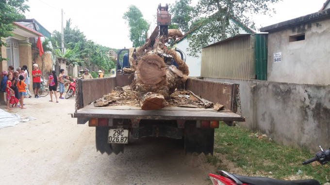 Liều lĩnh trộm cả c&acirc;y m&iacute;t lớn nhưng đ&atilde; bị ph&aacute;t hiện.