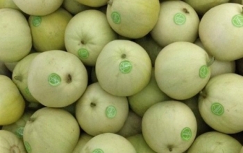 Dưa Trung Quốc giá rẻ đổ vào Việt Nam