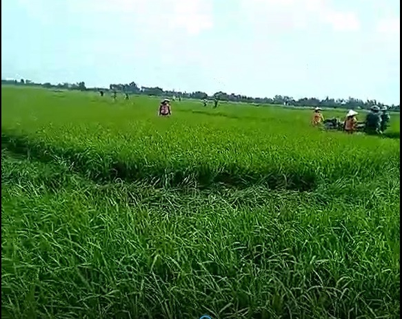 Phần đất xảy ra tranh chấp.