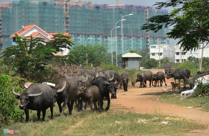 Được quy hoạch l&agrave; dự &aacute;n kiểu mẫu, nhưng 15 năm qua, khu d&acirc;n cư Bắc Rạch Chiếc vẫn dở dang, thậm ch&iacute;, khu d&acirc;n cư n&agrave;y c&ograve;n trở th&agrave;nh nơi chăn nu&ocirc;i gia s&uacute;c, tr&acirc;u b&ograve; được chăn thả khắp nơi. Ảnh: Zing.