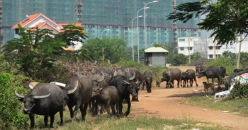"Hồ sơ" công ty Res 10 "dính" sai phạm tại KDC Bắc Rạch Chiếc