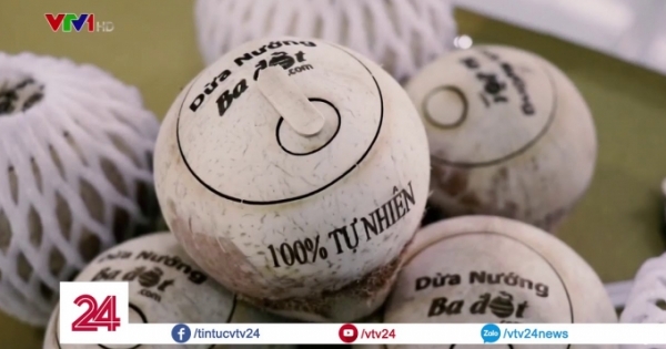 Độc đáo dừa nướng Bến Tre