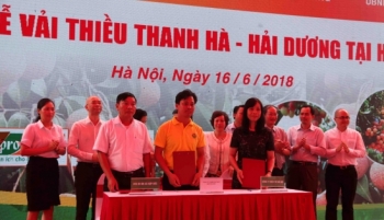 Khai mạc tuần lễ vải thiều Thanh Hà – Hải Dương tại Hà Nội