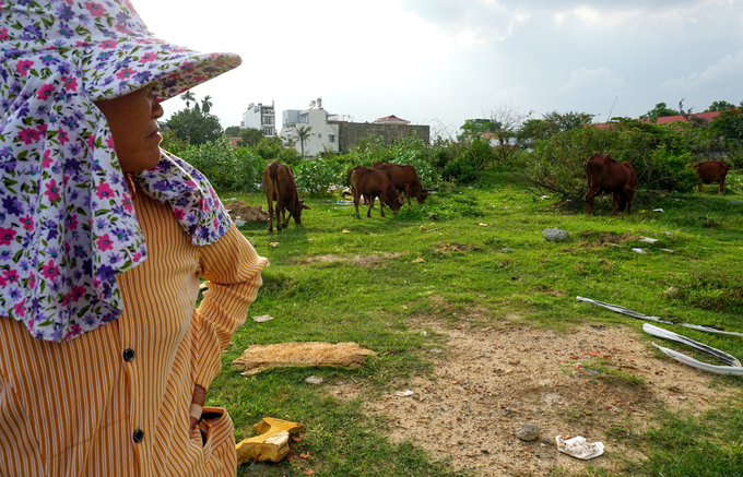 Khu đất rộng lớn được quy hoạch th&agrave;nh khu d&acirc;n cư kiểu mẫu của th&agrave;nh phố trở th&agrave;nh nơi để chăn tr&acirc;u b&ograve;, nu&ocirc;i heo rừng, g&agrave; vịt...