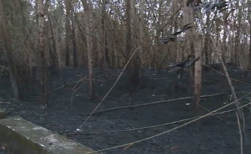 Vụ ch&aacute;y rừng g&acirc;y thiệt hại kh&aacute; lớn.