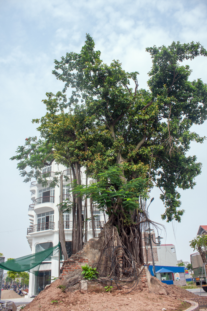 C&acirc;y si cổ thụ v&agrave; mảng tường c&ograve;n s&oacute;t lại của khu nh&agrave; m&aacute;y dệt cũ.