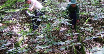 Trong rừng Nam Trà My có đại gia tài sản 500 tỷ đồng