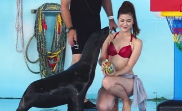 Theo d&otilde;i ba trận đấu gần đ&acirc;y, MC Thu Hằng đều diện trang phục bikini khoe ba v&ograve;ng n&oacute;ng bỏng, b&ecirc;n ngo&agrave;i quấn th&ecirc;m một chiếc khăn mỏng. Được biết, từ khi c&ocirc; xuất hiện trong trang phục n&agrave;y, số người theo d&otilde;i chương tr&igrave;nh tr&ecirc;n mạng x&atilde; hội đ&atilde; tăng l&ecirc;n rất nhiều.