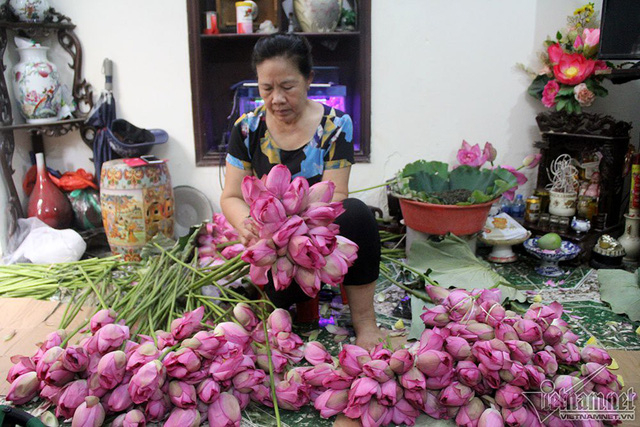 Loại sen để l&agrave;m tr&agrave; phải l&agrave; những b&ocirc;ng sen mọc trong hồ T&acirc;y hoặc v&ugrave;ng ven hồ, c&oacute; c&aacute;nh phớt hồng, vừa chớm nở