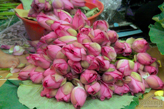 Hoa sen phải h&aacute;i trước b&igrave;nh minh. Sen Hồ T&acirc;y c&oacute; nhiều c&aacute;nh xếp v&agrave;o nhau, nhụy v&agrave;ng thẫm, c&aacute;nh hồng phớt sắc, m&agrave;u hồng rất lạ, kh&ocirc;ng nhạt kh&ocirc;ng sẫm, hương thơm ng&agrave;o ngạt