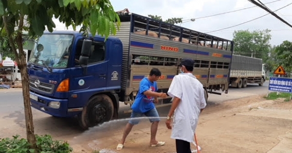 Đồng Nai tích cực giải ngân tiền hỗ trợ tiêu huỷ heo mắc bệnh