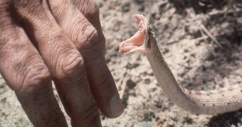 WHO: Rắn độc lấy đi 200 mạng người mỗi ngày