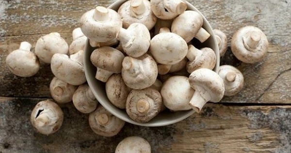 Ăn nấm đều đặn có thể làm tăng nhận thức ở người