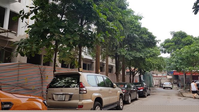 Chủ đầu tư ý đồ chặt hạ hàng cây xanh lâu năm làm đường cho dự án mới.