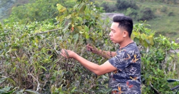 Chuyện ít biết về chè tím, sản phẩm đắt giá chỉ có ở phía Bắc