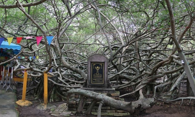 “Mê cung” Giàn Gừa nổi tiếng miền Tây