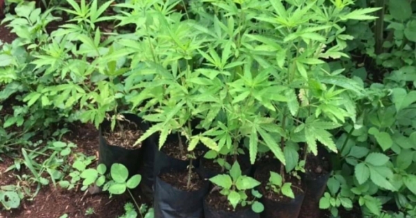 200 cây cần sa được trồng trong vườn nhà dân