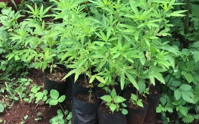 200 cây cần sa được trồng trong vườn nhà dân