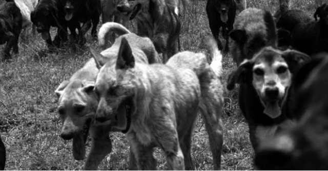 “Phân thây” đàn chó khiến con nợ sợ “mất mật”