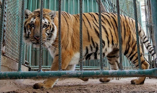 Chuyện buồn sau tour du lịch ngắm động vật hoang dã