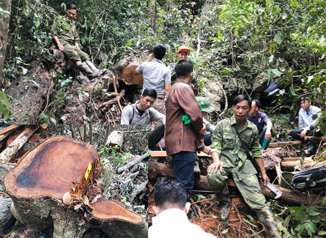 Nhiều cây nghiến bị chặt hạ, sau đó được xẻ thành dạng thanh.