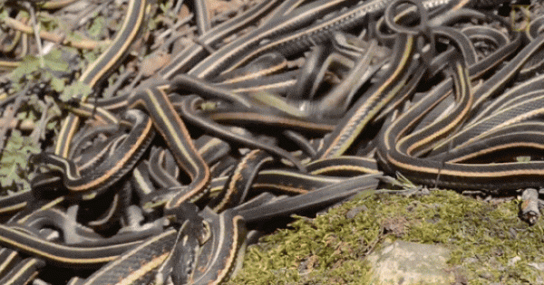 Rùng mình khi đặt chân tới vùng đất bị hàng nghìn con rắn xâm chiếm