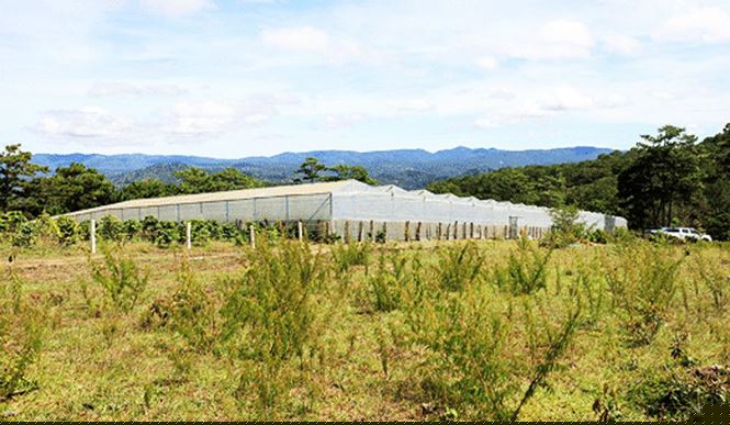 Nhà kính sản xuất nông nghiệp