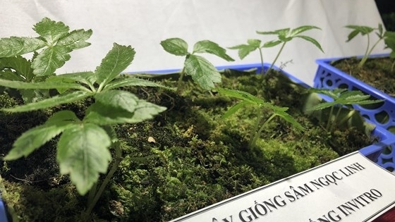 Loạt sai phạm tại dự án Sâm Ngọc Linh của Bộ KH&CN